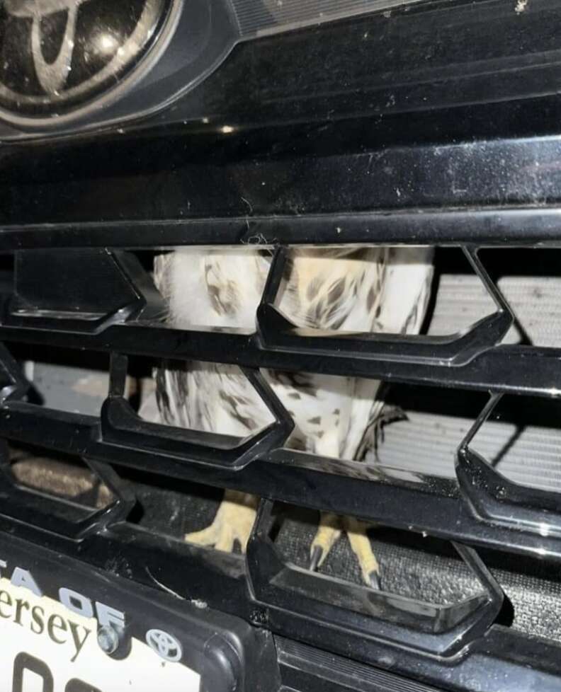 bird inside car 