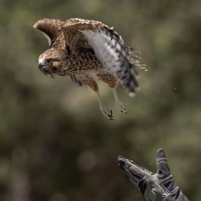 red-shouldered hawk being released