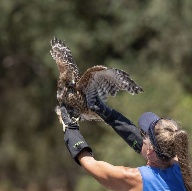 red-shouldered hawk being released