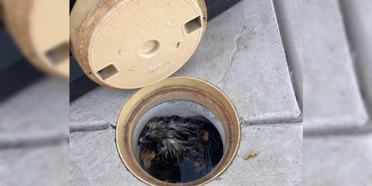 Guests at a pool party discover a defeated pile of feathers in the filter