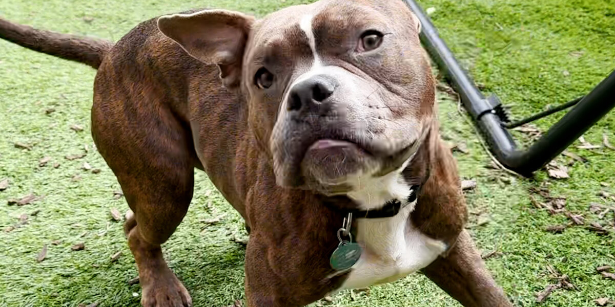 Wobbly Pittie Is Determined To Jump Up On The Sofa - Videos - The Dodo