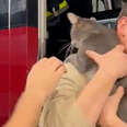 Firefighters Rescue Kitten At Fire Station