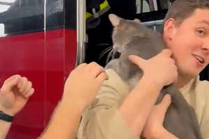 Firefighters Rescue Kitten At Fire Station