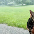 Couple's First House Comes With A Cat