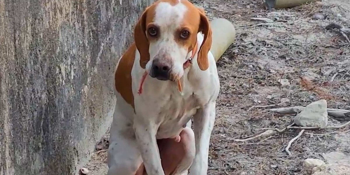 Lost Dog Gets Trapped In Concrete Pit For Days - Videos - The Dodo