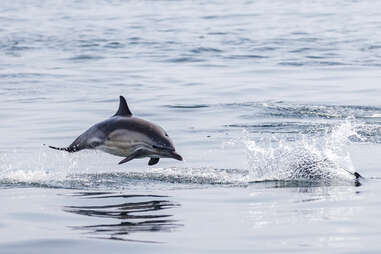 a dolphin jumping out of the water 