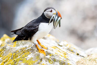 an orange-beaked puffin with fish in its mouth