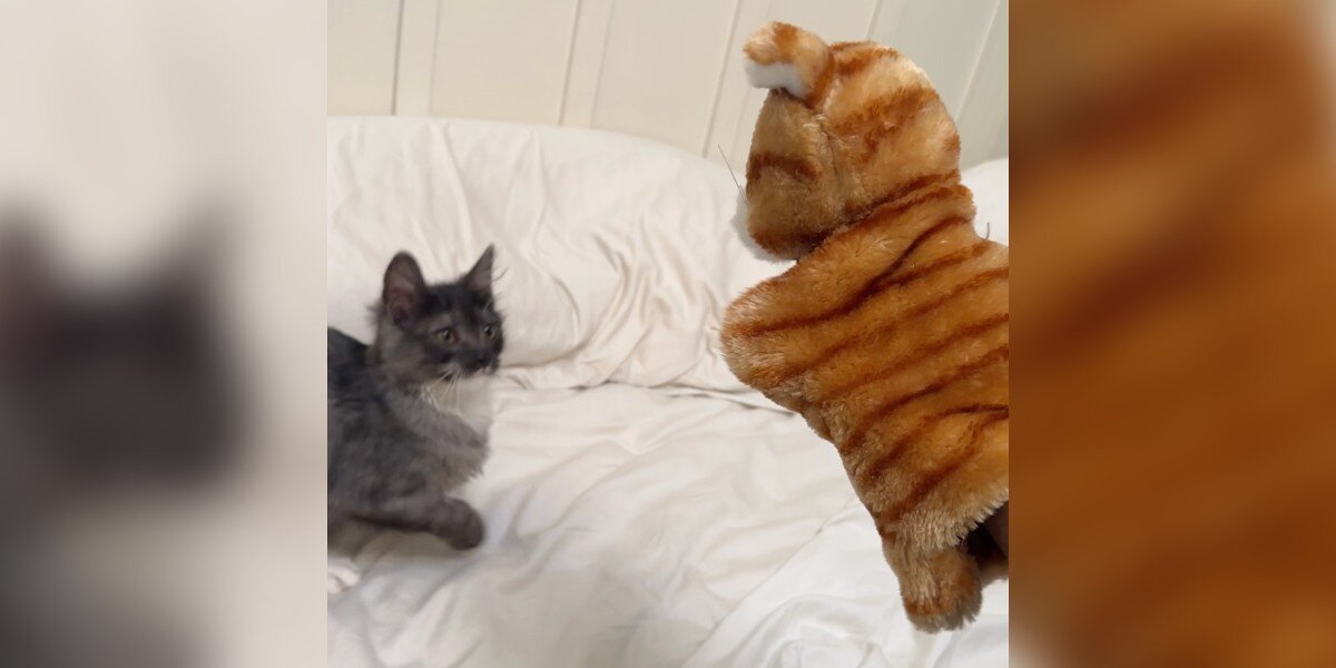 No One Wants To Play With This Kitten, So Her Dad Found A Solution ...