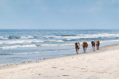 horses on assateague island