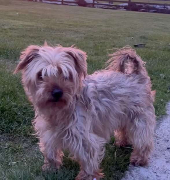 Dog standing outside in grass