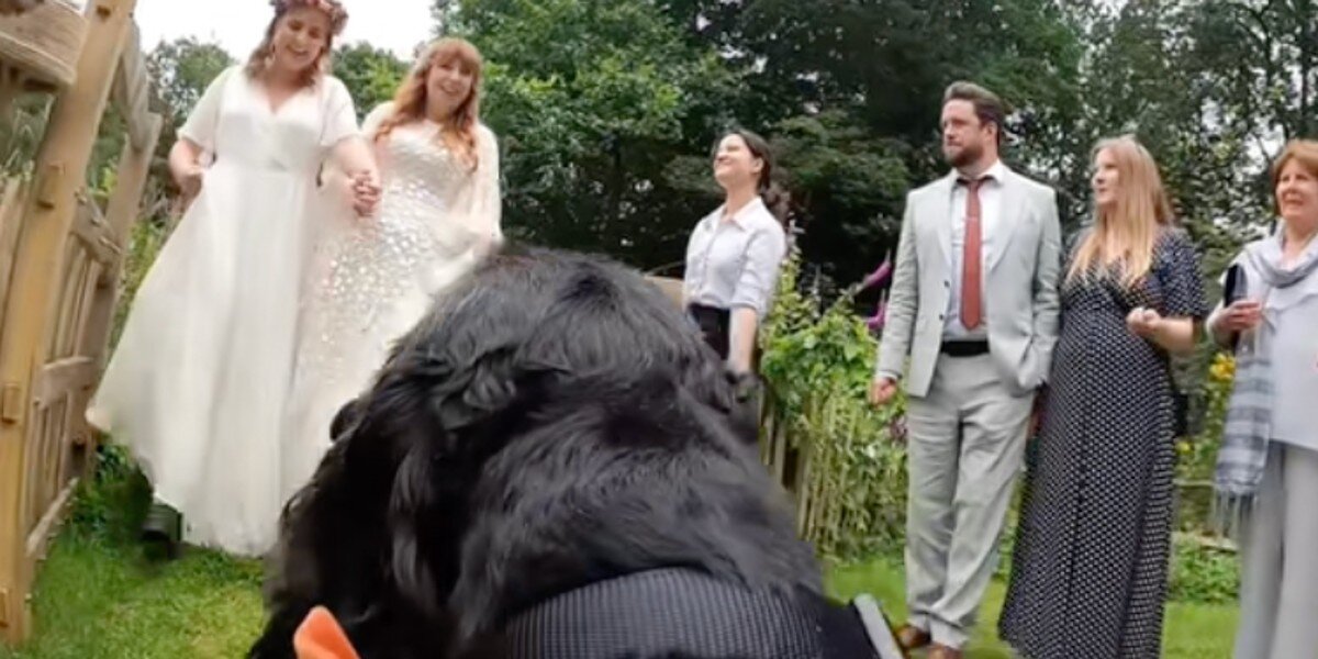 Couple hires dog to film their wedding – and the results are just perfect