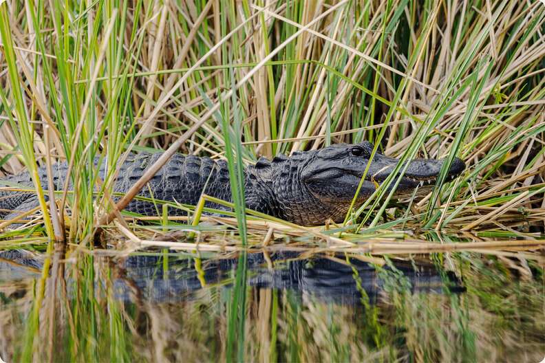 Everglades