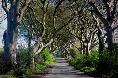 kings road forest in county antrim, norther ireland, a filming location from game of thrones