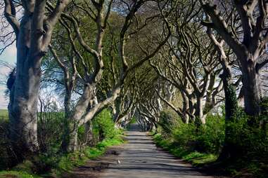 kings road forest in county antrim, norther ireland, a filming location from game of thrones