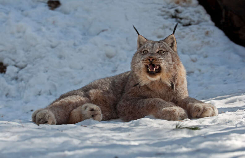 Canada lynx in snow