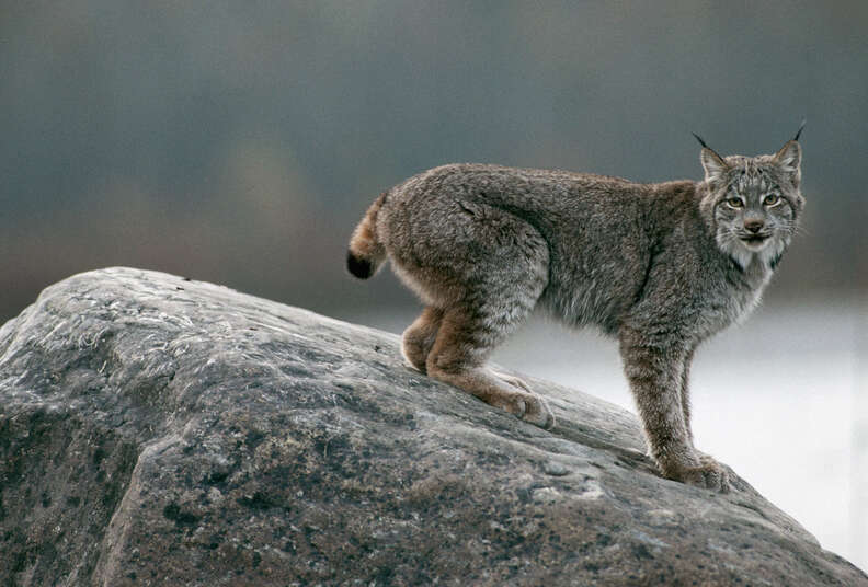 lynx crouching on rock