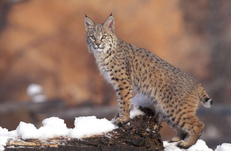 Bobcat crouching on rock