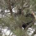 Shoppers See A Furry Giant Tangled In Tree Outside Mall