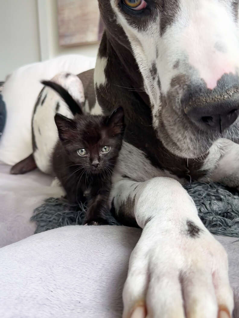 great dane and kitten