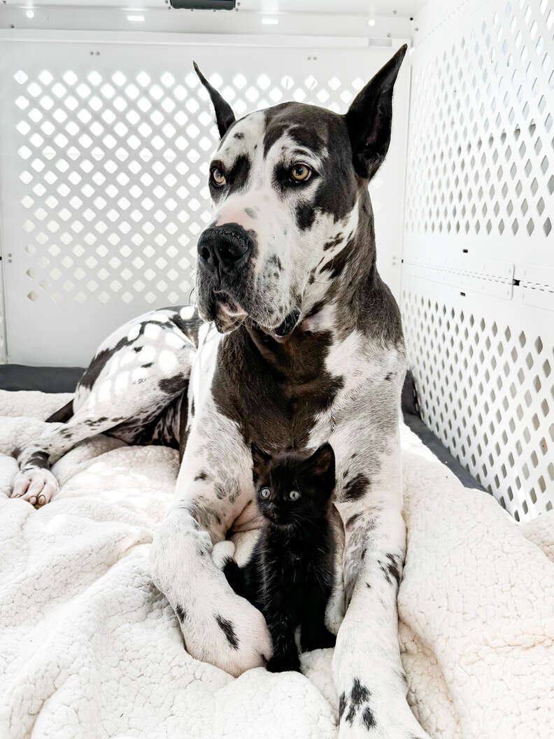 kitten and great dane