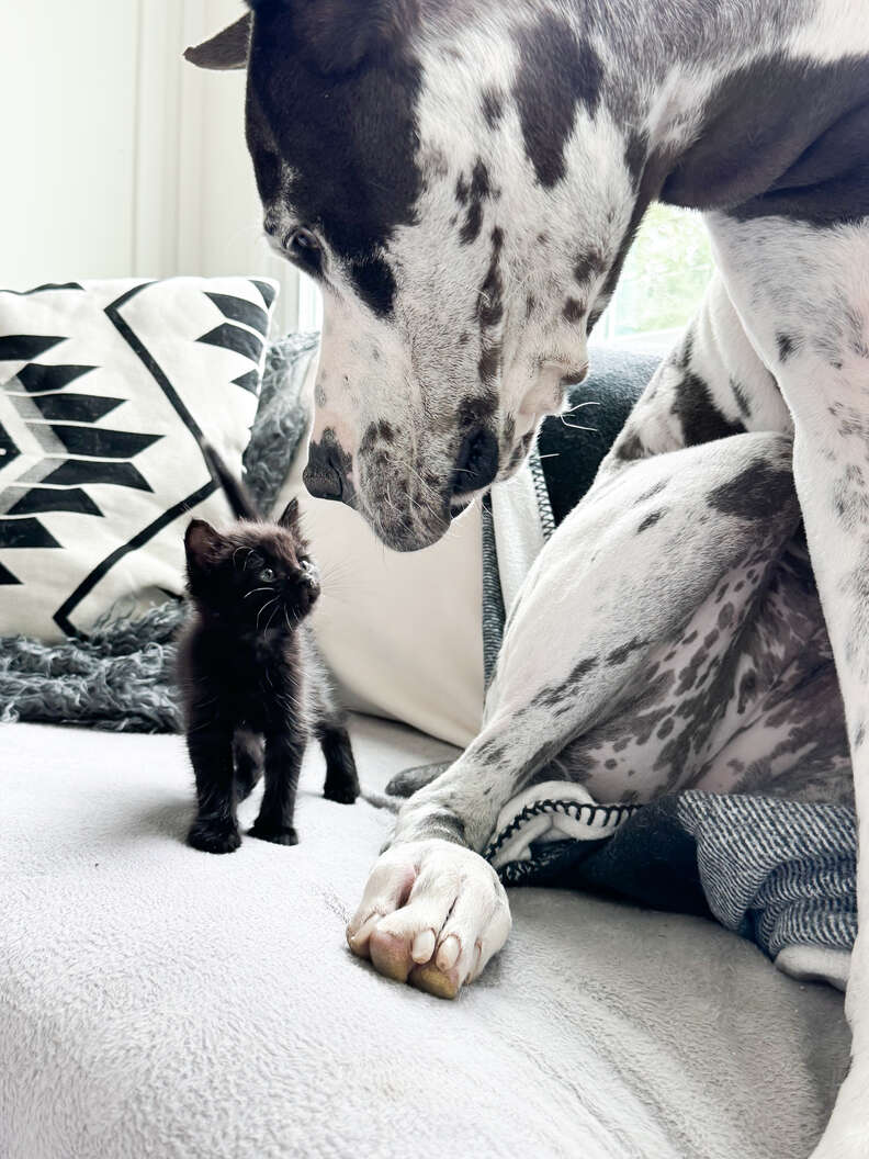 kitten and great dane