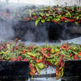 Spice Is in the Air at the Ultimate Festival for Chile Lovers