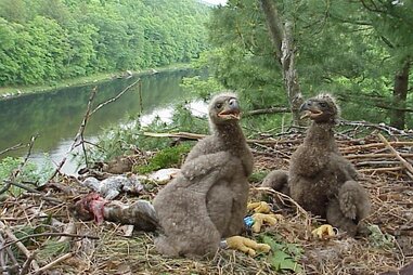 eaglets in a nest at upper delaware river in new york or pennsylvania