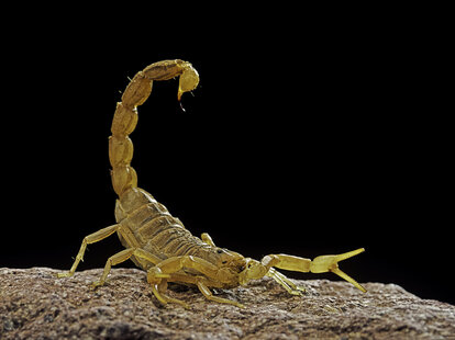 A common yellow scorpion with its tail raised against a black backdrop sitting on a stone.