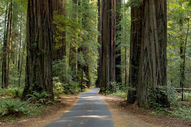 path through redwoods in humboldt redwoods state park in california