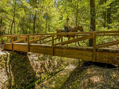 horseback riding on a bridge in Humboldt Redwoods State Park in california