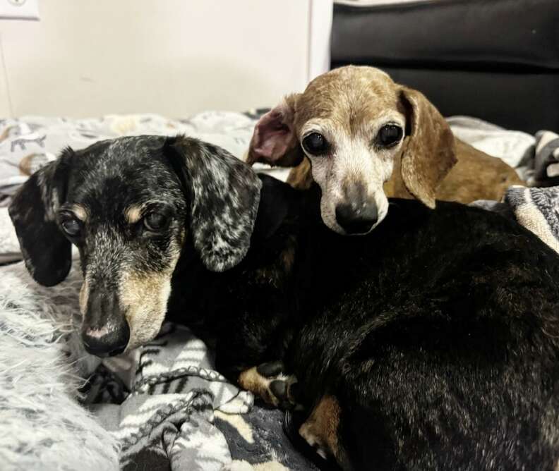 Bonded senior dachshunds cuddle in bed