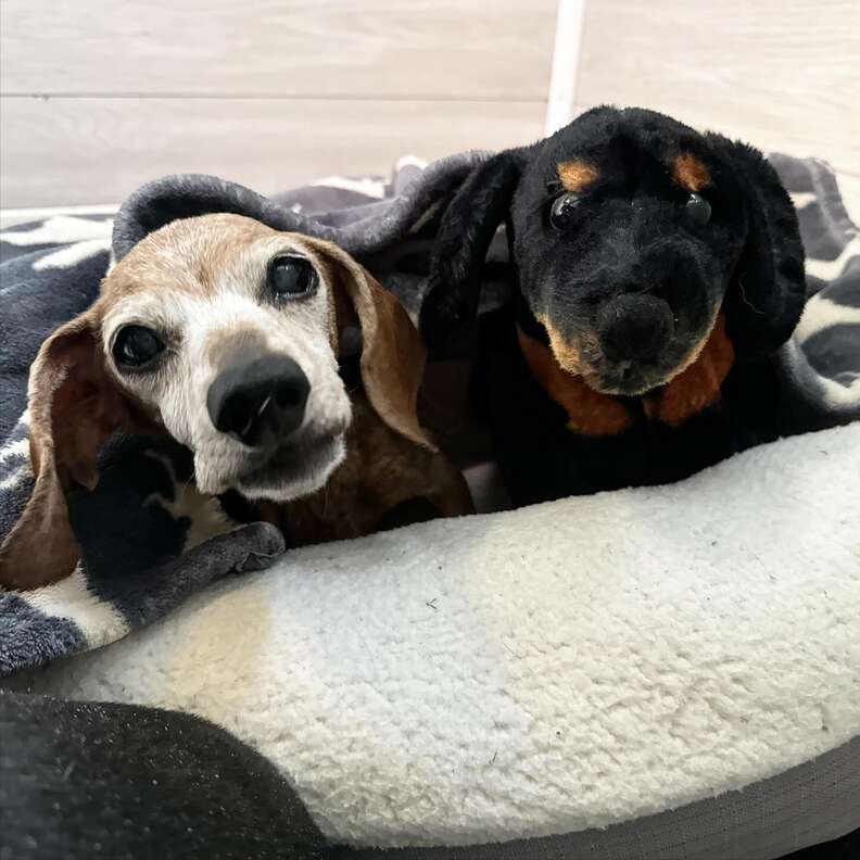 Senior dog cuddles toy that reminds her of her friend