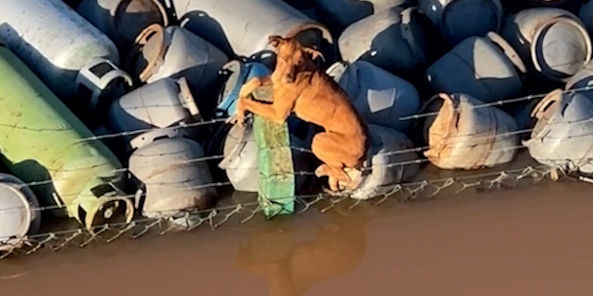 Boat Crew Rescues Stranded Dog On Barber Wire - Videos - The Dodo