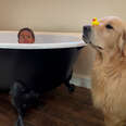 Golden Retriever "Funcle" Gets The Best Promotion