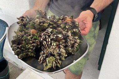 a plate of steaming goose barnacles, which look like little claws