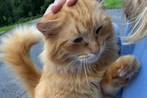 Couple Buys A Home That Comes With 16 Cats