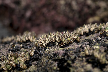 claw-like goose barnacles attached to a rock