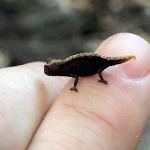 tiny chameleon on person's finger