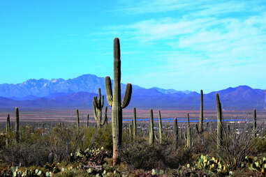 Saguaro National Park
