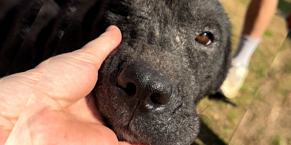 Stray Pittie Wanders To A Stranger S Home Looking For Help Videos