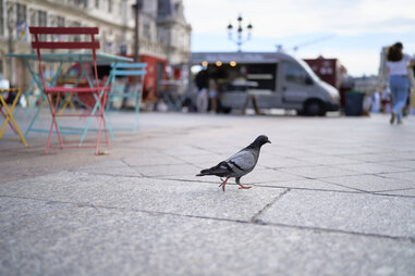 pigeon strutting on sidewalk near outdoor cafe chair