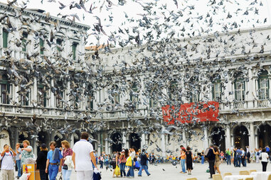 massive flock of pigeons flying in st. mark’s square in venice italy