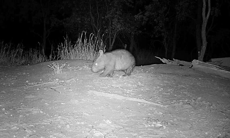 wombat on hidden camera