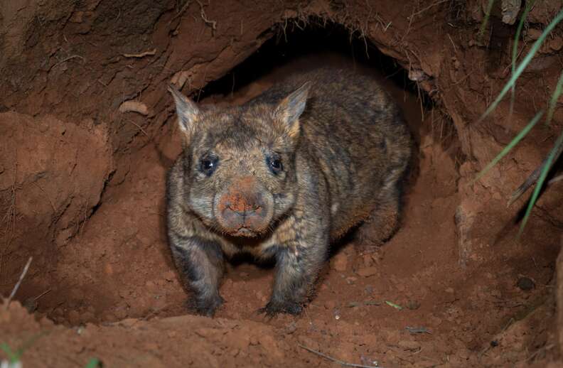 wombat in burrow 