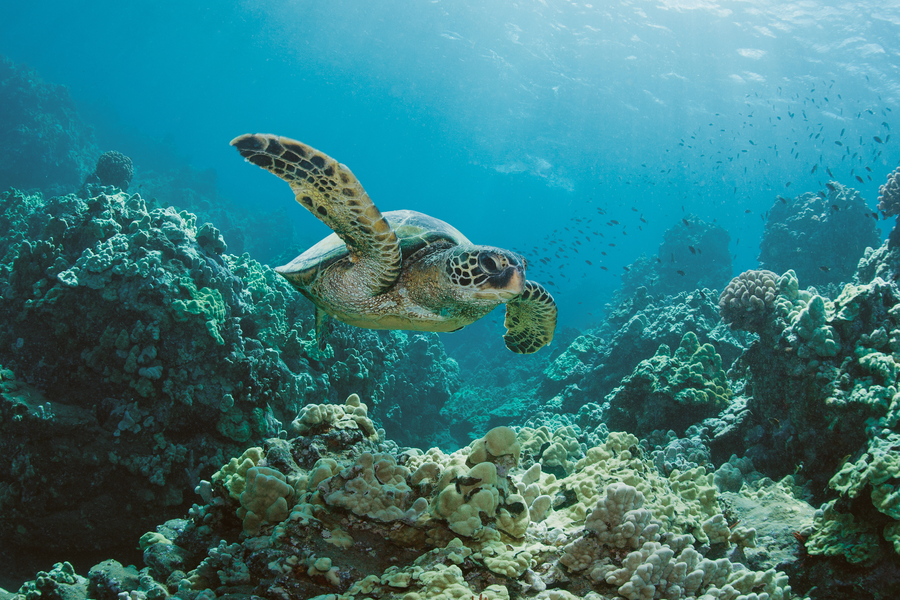 How to Experience Honolulu as a Second-Time Traveler - Thrillist