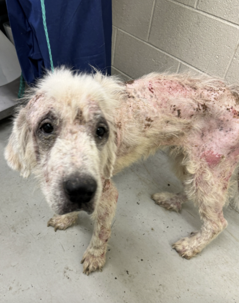 dog with skin condition