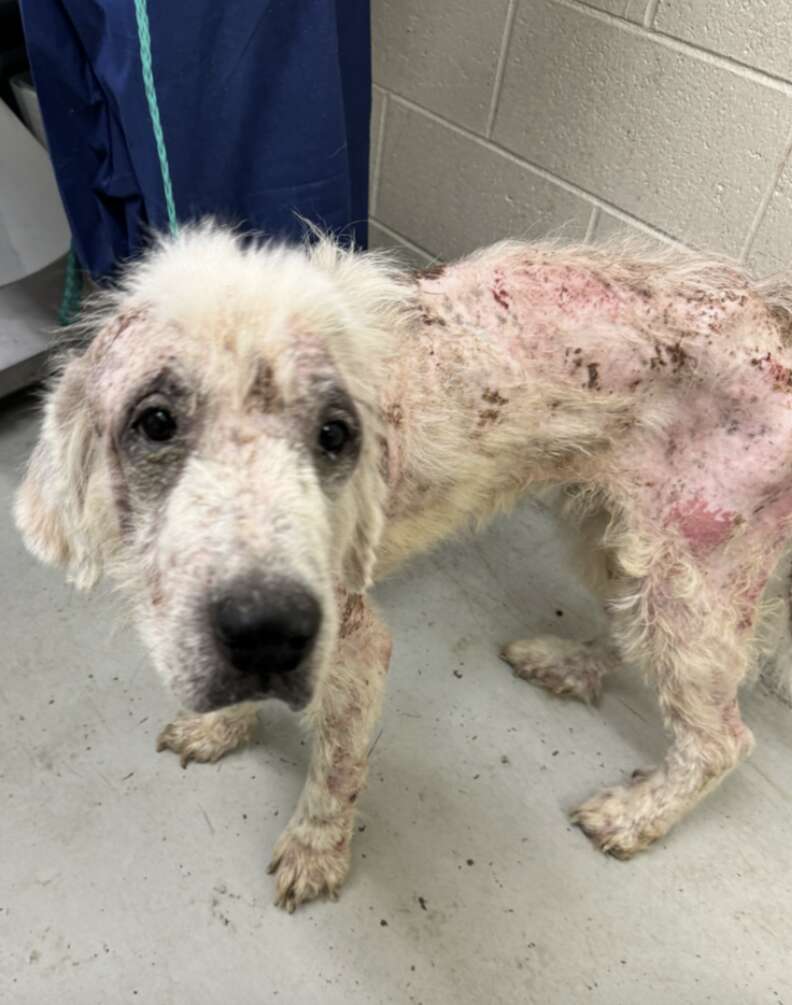 dog with skin condition 