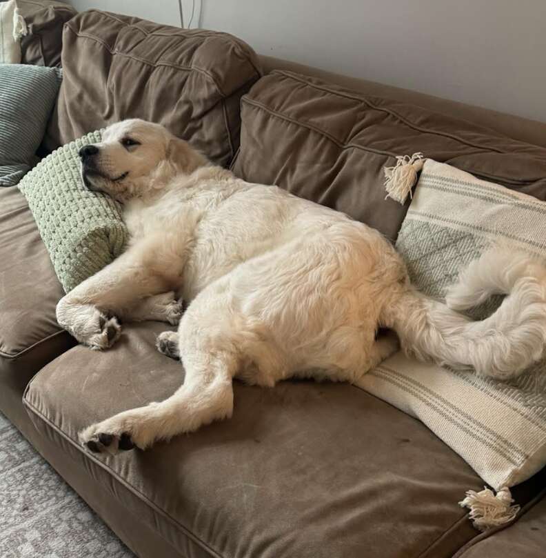 dog laying on couch 