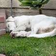 Woman Finds Exhausted Stray Dog Curled Up In Her Yard Fast Asleep