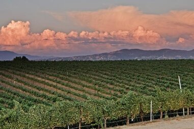 wine grapes, hills, and clouds in temecula wine country, ca